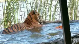 Tigers Pumpkins and Pools