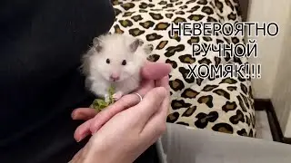 КАК СДЕЛАТЬ ХОМЯКА НЕВЕРОЯТНО РУЧНЫМ