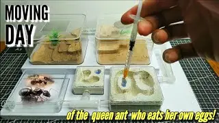 MOVING ANT COLONY TO THEIR FIRST EVER ANT FARM | D colony