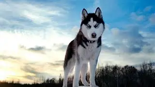 Сибирский Хаски-Лайка / Սիբիրյան Հասկի (Խասկի-Լայկա) / Siberian Husky-Laika