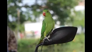 My parrots fighting with each other #shorts #parrot #pets #shortvideo #animals #birds