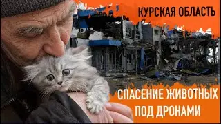Эвакуация под вой сирен. Волонтеры спасают животных в курском приграничье