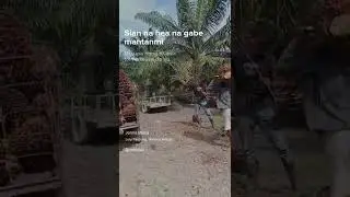 seorang petani sawit 🌴