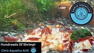 How To Breed Hundreds Of Shrimp (Bloody Marry Shrimp Update)