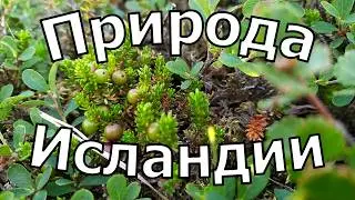 Волшебная природа Исландии