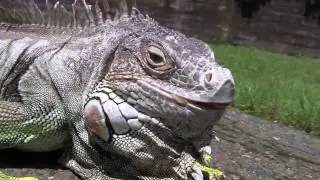 20 year old Green Iguana (his name is goofy)