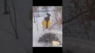 Синички утащили масло
