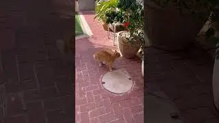 Мы такого ещё не видели, а вы?