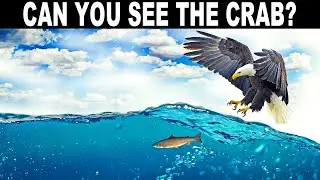 FIND THE HIDDEN ANIMALS GAME | NO ONE CAN FIND ALL THE HIDDEN ANIMALS!! | 100% FAIL | BRAIN TEST