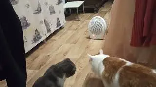 эй, ты кто?
