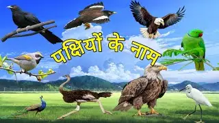 birds name|| bird name English and Hindi mein|| पक्षियों की आवाज|| पक्षी|| पक्षियों के नाम|| birds