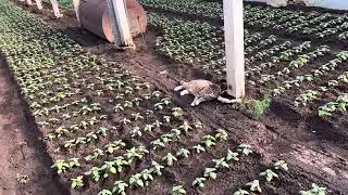 Мои огородные дела в конце мая.