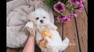 www.malteseclub.ru  малышка мини мальтезе - МОЛЛИ ЛИТЛ