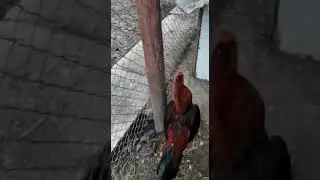 Хинт+Шамо