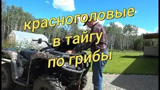 Сбор грибов на Аляске.