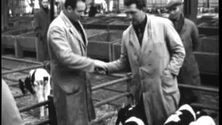 Compilatie Veemarkt Zwolle, 1931, 1936, 1966 (BB10363)