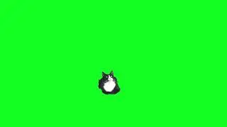 Cat Fall Asleep Green Screen Free