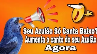 Porque o meu AZULÃO só canta baixo? / Qual o manejo que eu faço para o AZULÃO cantar auto