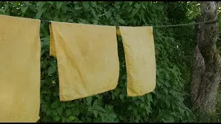 Dyeing with Tansy
