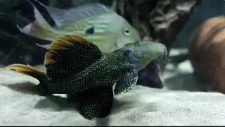 3000 liter paludaria with pair of basiliscus plumifrons