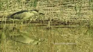 How a Black-crowned Night Heron Caught a fish