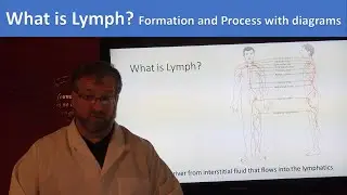 What is Lymph? | How is Lymph formed? | Lymphatic Flow | Solutioninn.com