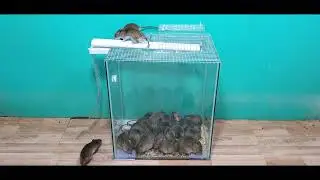 How to make a mousetrap from a plastic pipe