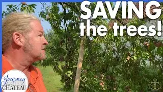 Saving the Peach Trees! Creating our own DIY Tree Support Devices - Journey to the Château, Ep. 230