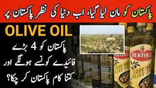 Pakistan to become full member of International Olive Council - Great Pakistan