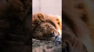 Приют «Дино» в Волгограде 🥰