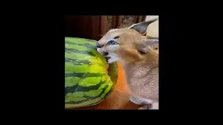 КОГДА МАЛЕНЬКИЙ ХАКЕР ГОЛОДНЫЙ...PAPA BELUGA на русском