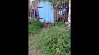 Собака чешет жопу
