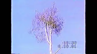 Parasite - Hascombe Beeches (Official Video)