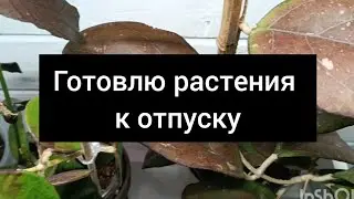 готовлю растения к отпуску