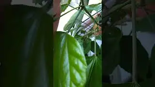 Гибискус 