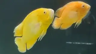Desativei o lago jumbo dos oscar 😢
