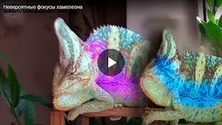 Невероятные фокусы хамелеона
