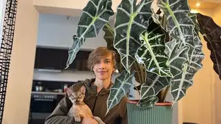 КАК ЧУВСТВУЕТ СЕБЯ МОЯ АЛОКАЗИЯ 🪴