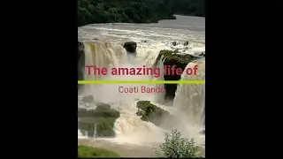 Забавная жизнь Носух. Водопады и его жители