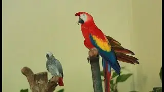 Komuniti MYEG Outing with Akademi Autisme Insani to KL Bird Park