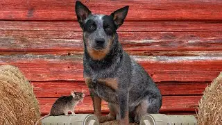 BLUE HEELER- FINDING RATTIES “Killer Mya” at Barn Hunt practice