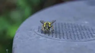 Myathropa florea ovipositing