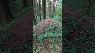 ПОГИБШИЕ МУРАВЕЙНИКИ