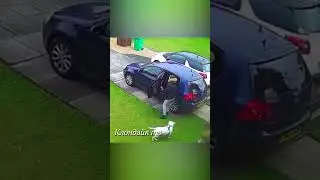 Редкие моменты с собаками попавшие на камеру #dogs