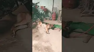 Z+plus security is sleeping now 🇮🇳🇮🇳 🏠🏡 #barking #germanshepered #labrador #security #dog #shorts