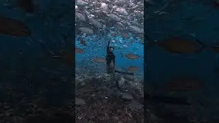 #shorts #philippines #freediving Freediving with thousands of jackfish in the Philippines! 🤩