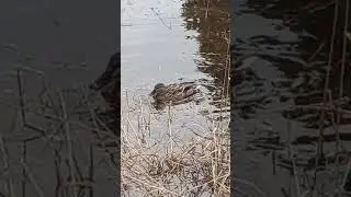 Половодье в огородье 😅