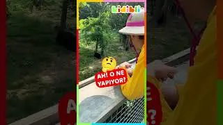 Yarın vahşi hayvanlarla tanışacağız! 🐻 | Kidibli #shorts