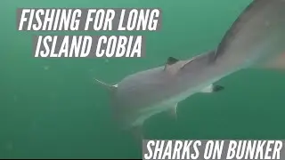 Fishing For Cobia Long Island! Part 1: Sharks on Bunker Pods