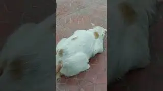 white cat #cat #funny